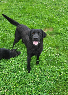 Étalon Labrador Retriever - Shanel n5 du moulin de sault