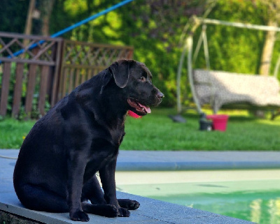 Étalon Labrador Retriever - My sweet love Vénus rosa's miracle