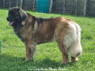 Étalon Leonberger - Tatooine du Domaine du Lanthenay