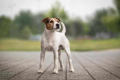 Étalon Parson Russell Terrier - Urban legend Nunca Sem Quereis