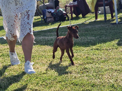 Étalon Pinscher nain - Vanille d e s îles Des Doux Poilus