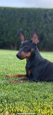 Étalon Pinscher nain - you my star Aryah