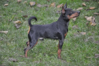 Étalon Pinscher nain - dogs wonderland (fci) Xiao great expectations