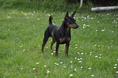 Étalon Pinscher nain - Solfarino U la la