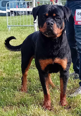 Étalon Rottweiler - U'chancla ichigo de la licorne noire