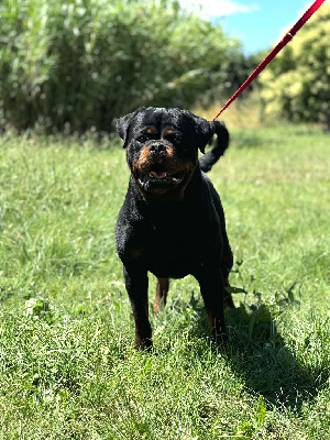 Étalon Rottweiler - Passat dominant storm