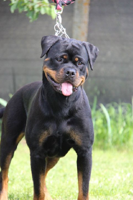 Étalon Rottweiler - CH. Skyla Des Feux D'Anaka