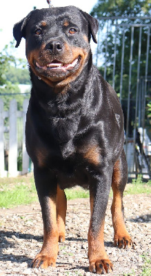 Étalon Rottweiler - Raven Vom Koñigreich Des Feuervogels