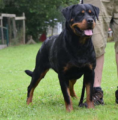 Étalon Rottweiler - Tifosi Vom Hause Matterhorn