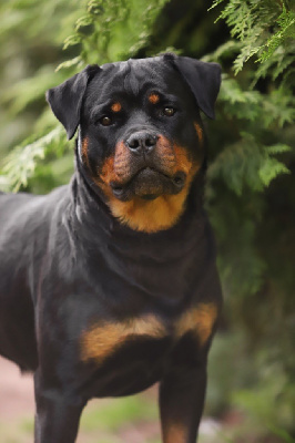 This bombe is mine - saphir Hirten Von Rottweil