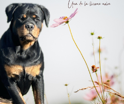 Étalon Rottweiler - Una athéna de la licorne noire