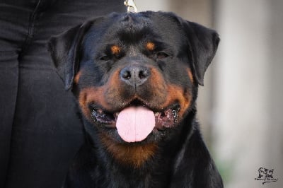 Étalon Rottweiler - Tess House Of Warrior