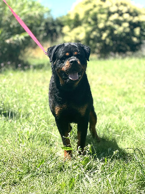 Étalon Rottweiler - S'ymba Du lac aux buses