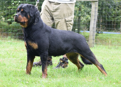 Étalon Rottweiler - Tazzura Vom Hause Matterhorn