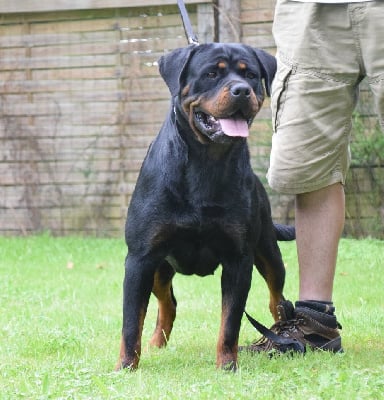 Étalon Rottweiler - Talion law Vom Hause Matterhorn