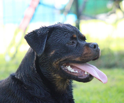 Étalon Rottweiler - Unna Des Rotts D'enowill