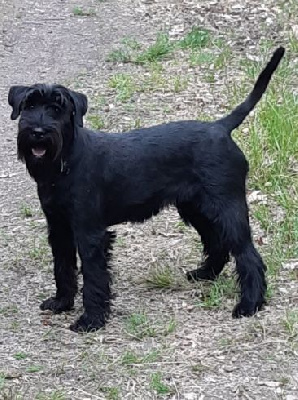 Étalon Schnauzer - CH. Ruby des terres d'aunis