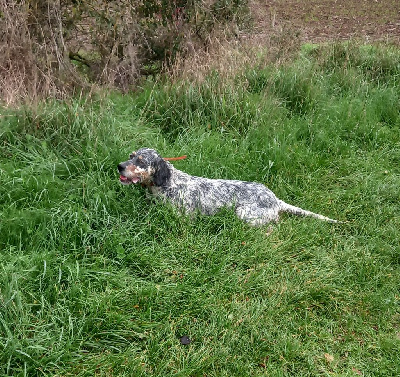 Étalon Setter Anglais - Mila Du Sud Touraine