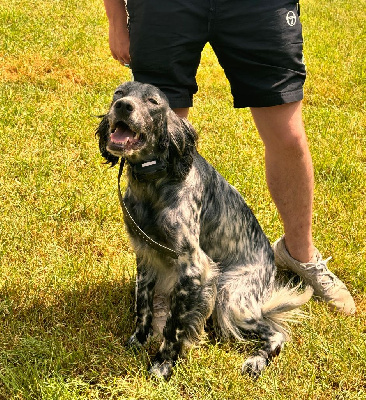 Étalon Setter Anglais - Ulla Du Sud Touraine