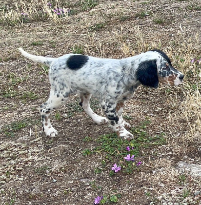 Étalon Setter Anglais - Venus de la forêt du Melu