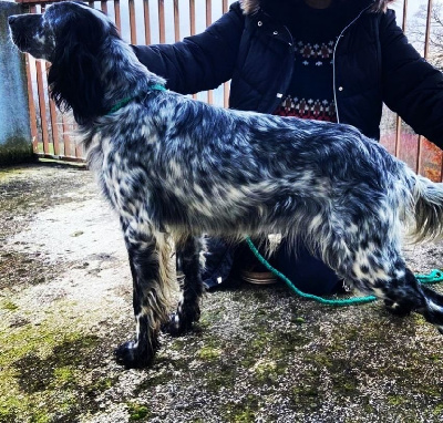 Étalon Setter Anglais - Tibéria Des Chevaucheurs Du Vent