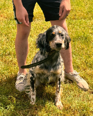 Étalon Setter Anglais - Utah Du Sud Touraine