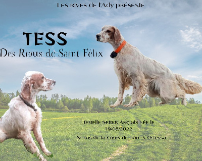 Étalon Setter Anglais - Tess Des Rious De Saint Félix