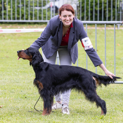 Étalon Setter Gordon - TR. CH. Taïga Du Domaine Du Mardyck