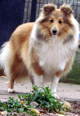 Étalon Shetland Sheepdog - Blue witch Touch the sky