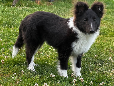 Étalon Shetland Sheepdog - Valak the black legend De la foret des reves bleus