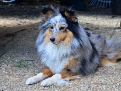 Étalon Shetland Sheepdog - Fanelsky Rebel from gwendeith