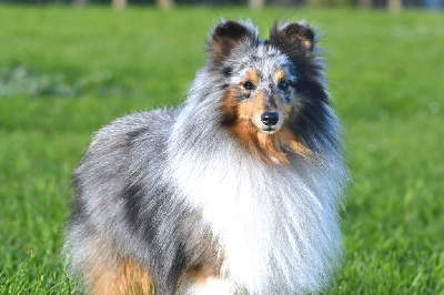 Étalon Shetland Sheepdog - CH. Trefle a iv feuilles bleu de la source du Montet