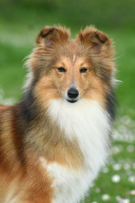 Étalon Shetland Sheepdog - jess limirle Gabby love