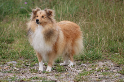 Étalon Shetland Sheepdog - Umi golden girl Of Rainbow Shepherds