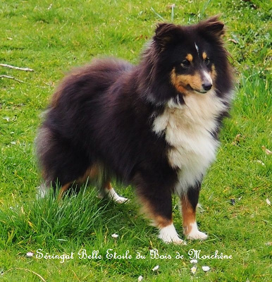 Étalon Shetland Sheepdog - Seringat belle etoile du bois de Morchène