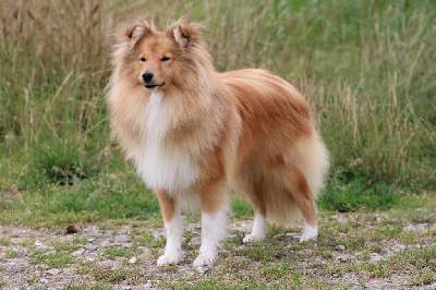 Étalon Shetland Sheepdog - Under pressure Of Rainbow Shepherds