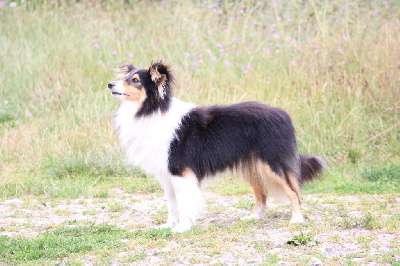 Étalon Shetland Sheepdog - Ultime schwarz joker Of Rainbow Shepherds