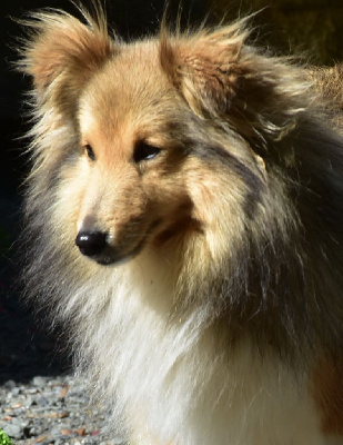 Étalon Shetland Sheepdog - Pepite dor De la combe berail