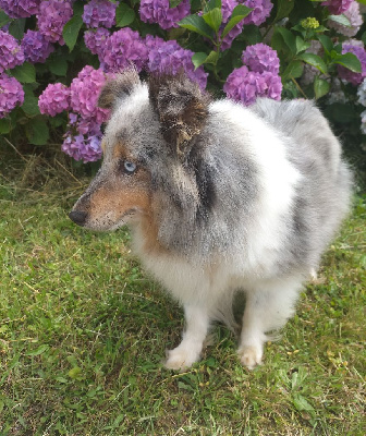 Étalon Shetland Sheepdog - Louna des doux petits petons