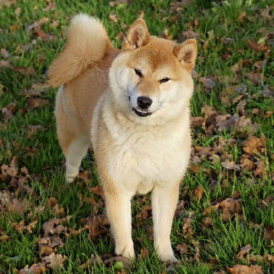 Étalon Shiba - Uizy Des Fideles Akita Ken