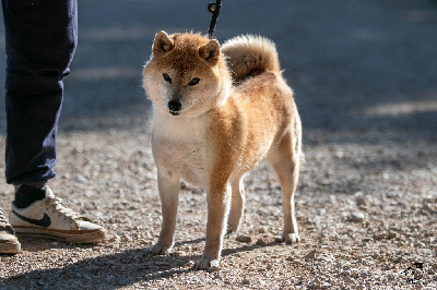 Étalon Shiba - Inishie no remi go bangaichisou