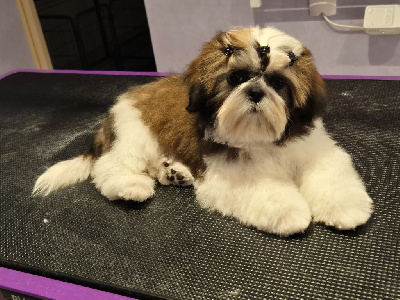 Étalon Shih Tzu - Vaiana du Manoir des Anges Gardiens