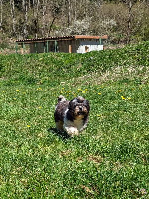 Étalon Shih Tzu - Sorgho du Moulin de la Terrasse