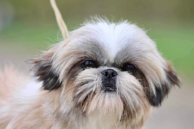 Étalon Shih Tzu - Théodora De La Baronnerie Des Cuillerdier