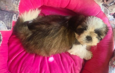 Étalon Shih Tzu - Annapurna's Valentina jolie