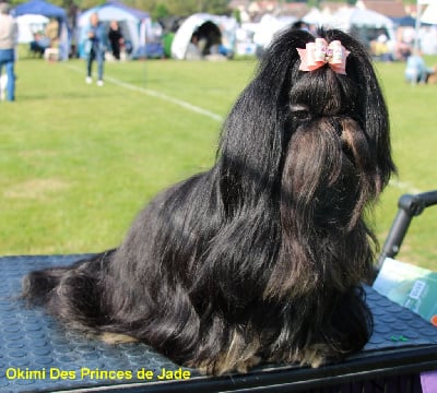 Étalon Shih Tzu - Okimi Des Princes De Jade