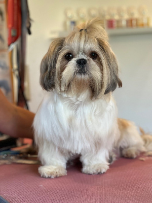 Étalon Shih Tzu - Polka de l eternel mitness