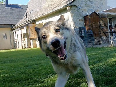 Étalon Siberian Husky - Ono yoko to riders of free spirit