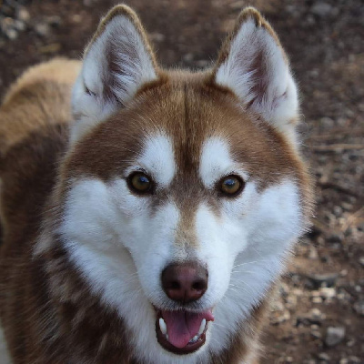 Étalon Siberian Husky - Tonka (Sans Affixe)