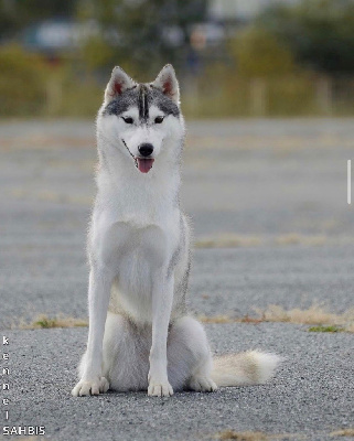 Étalon Siberian Husky - Sahbis bays (Sans Affixe)